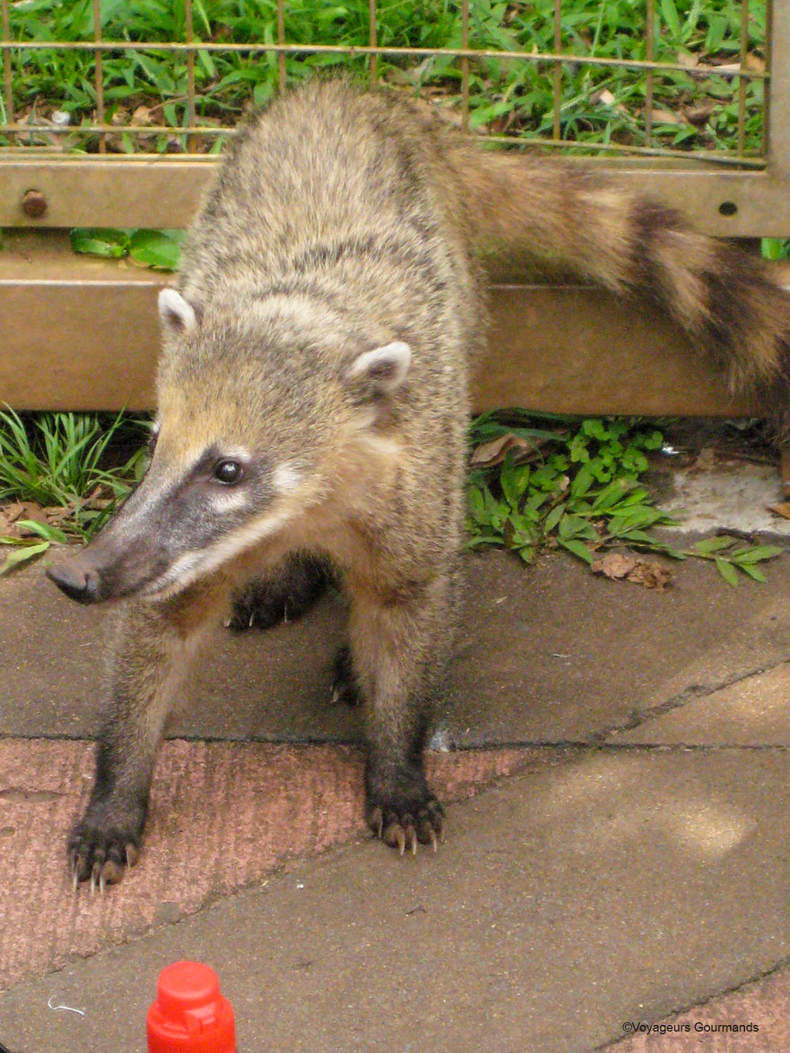chutes d iguacu coatis 1