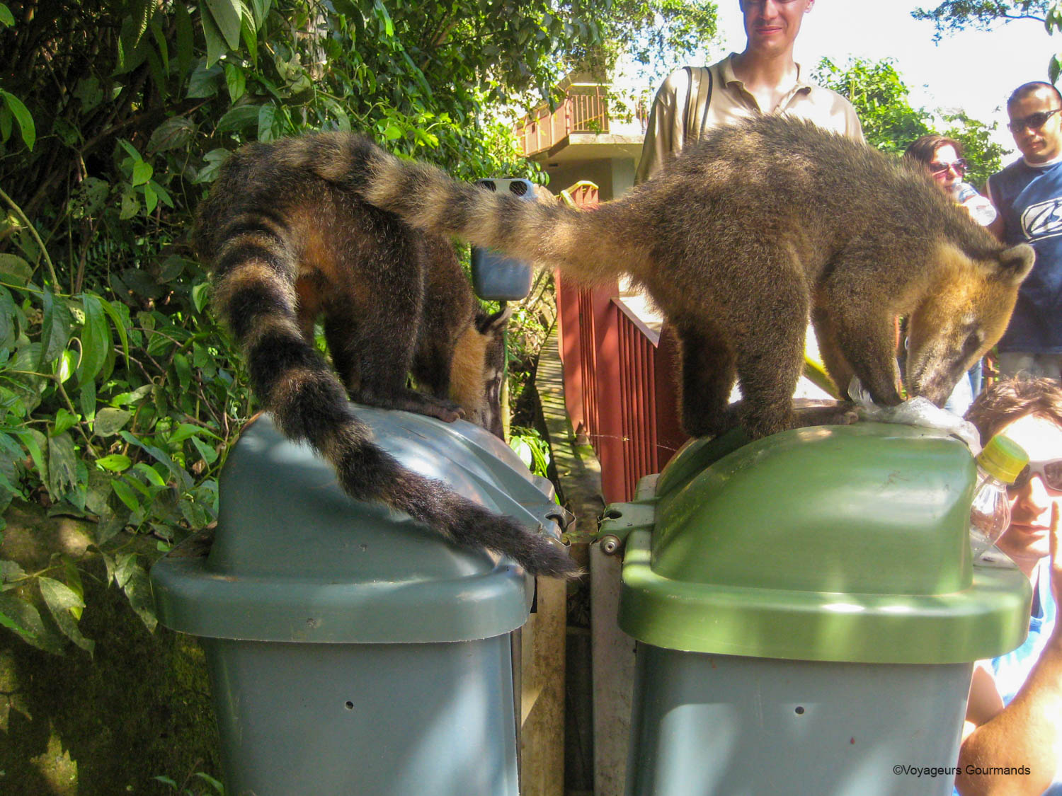 chutes d iguacu coatis 2