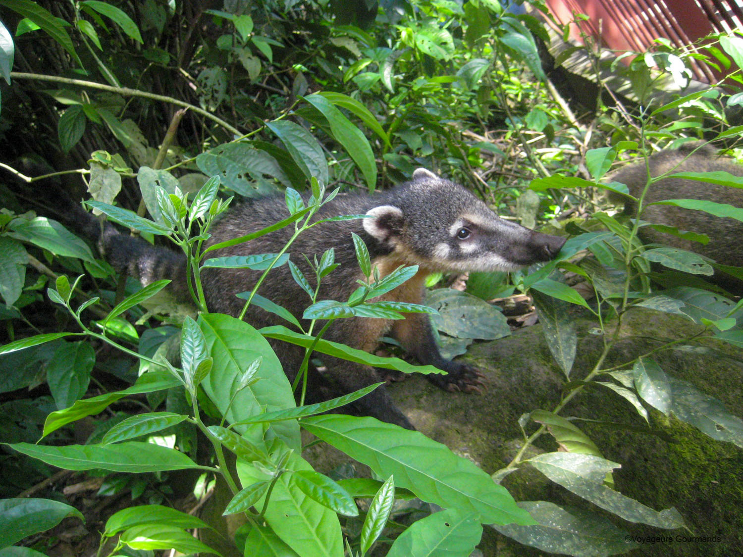 chutes d iguacu coatis 3