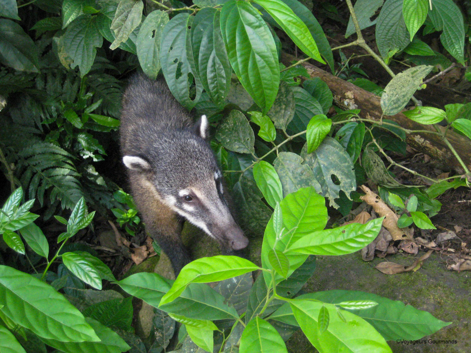 chutes d iguacu coatis 4