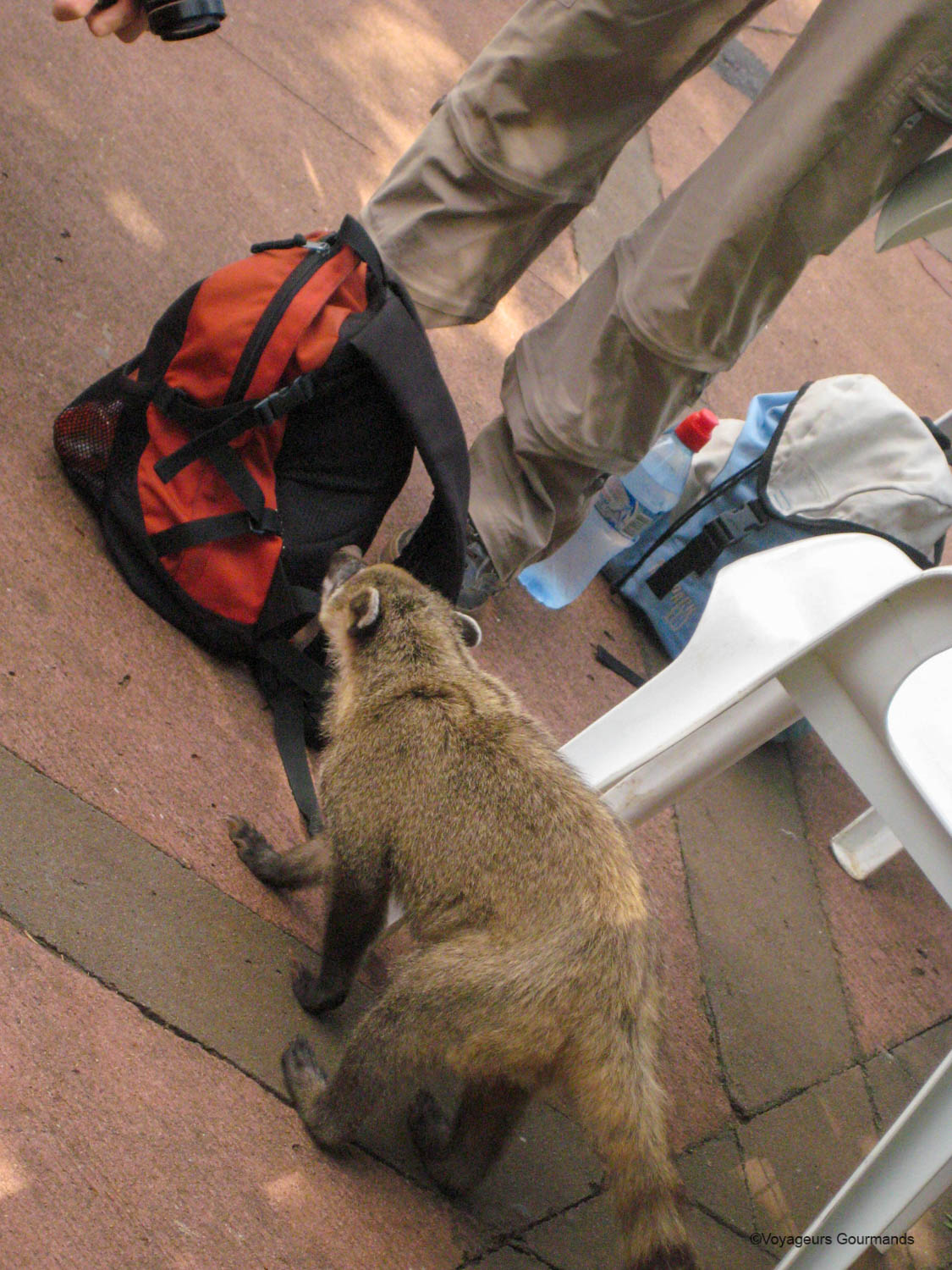 chutes d iguacu coatis 5