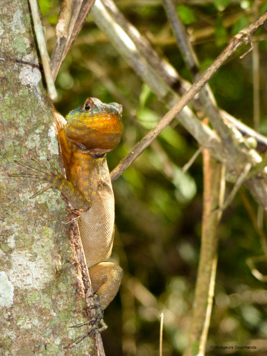chutes iguacu faune flore 1