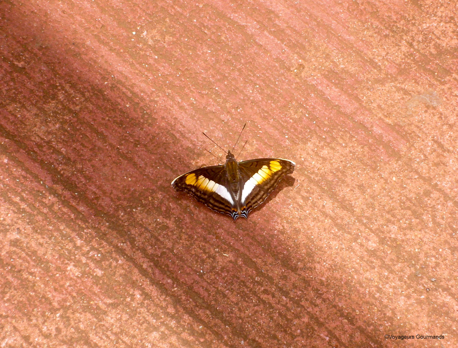 chutes iguacu faune flore 10