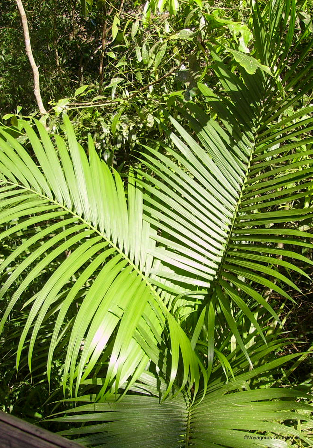 chutes iguacu faune flore 11