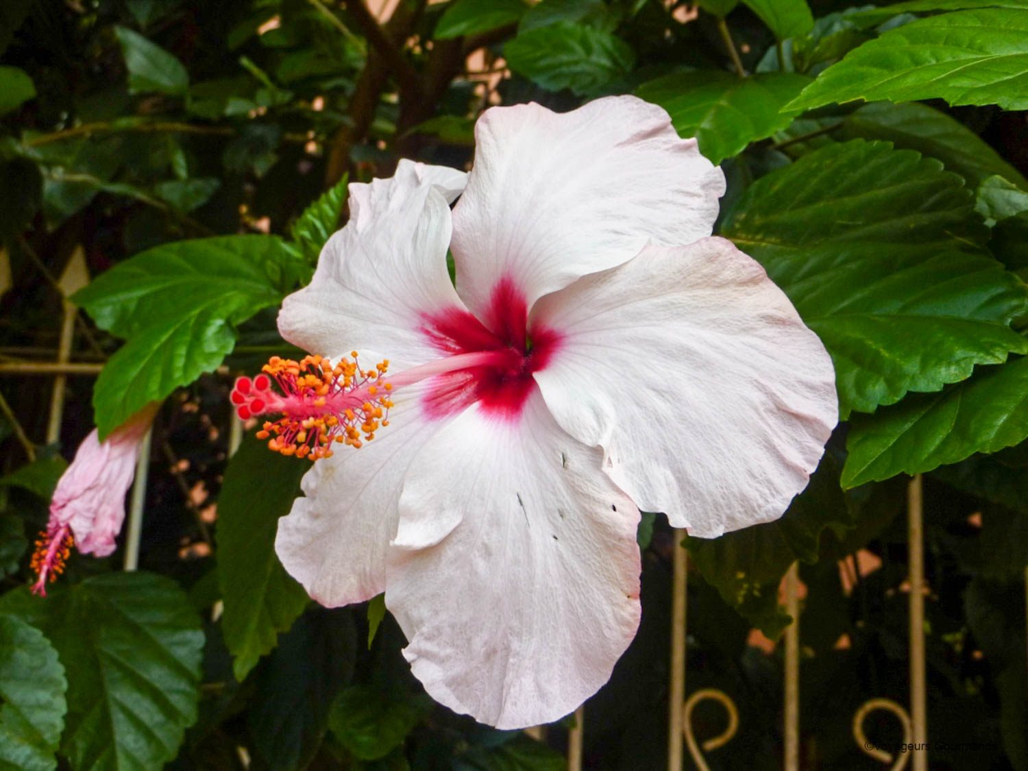 chutes iguacu faune flore 12