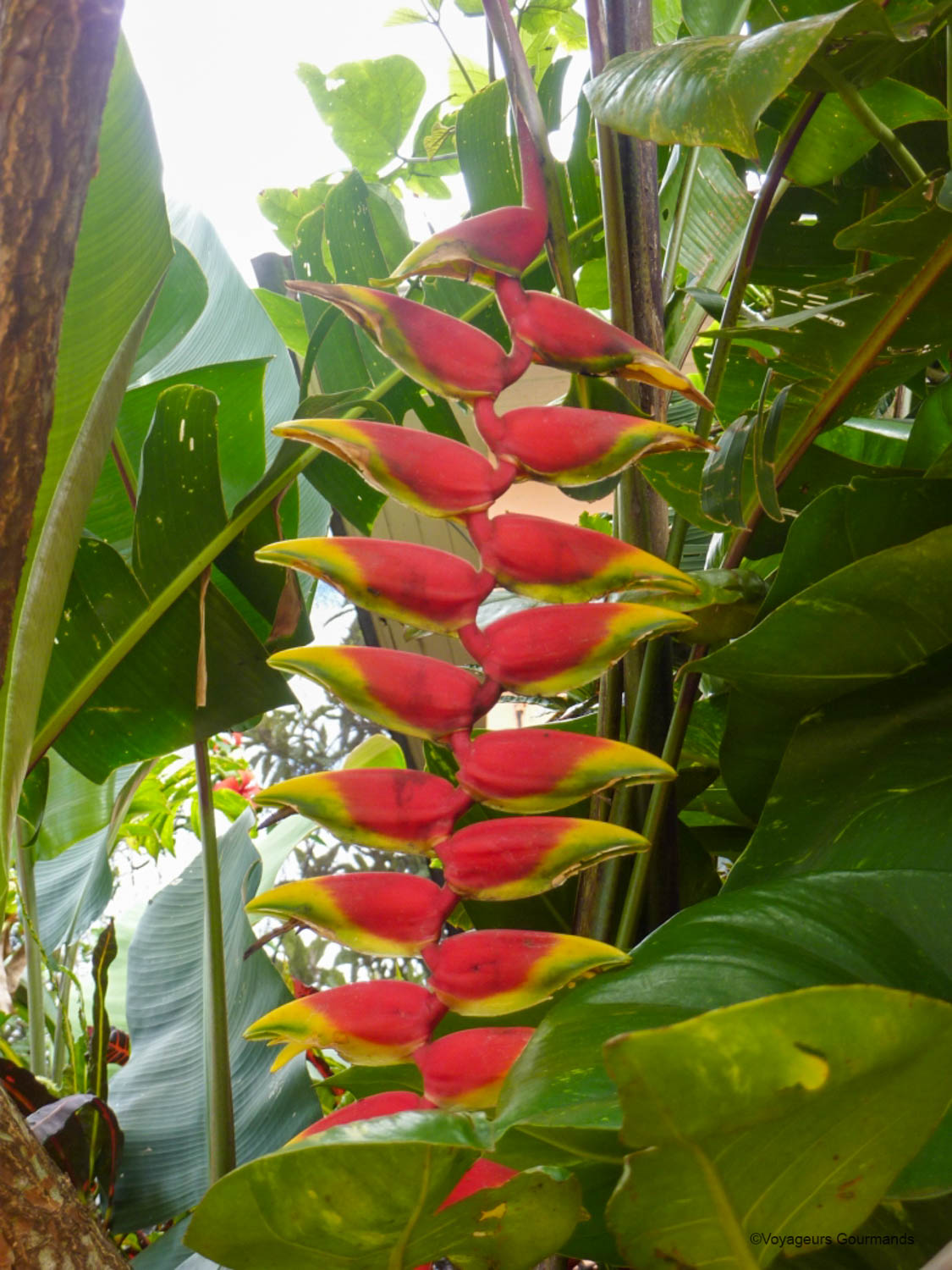chutes iguacu faune flore 13