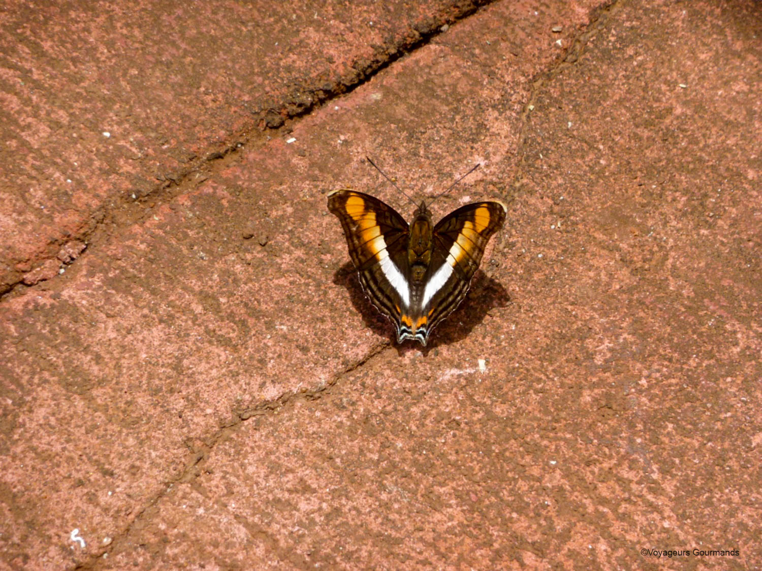chutes iguacu faune flore 14