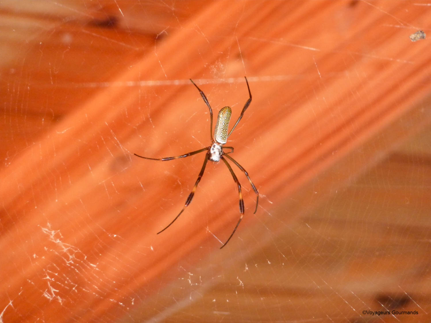 chutes iguacu faune flore 15