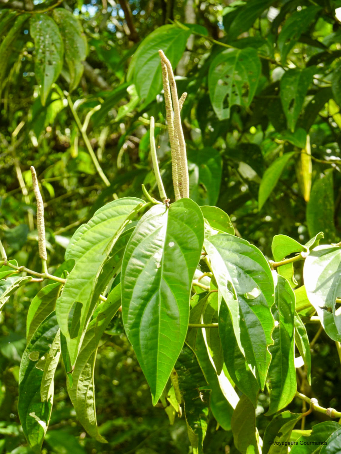 chutes iguacu faune flore 16