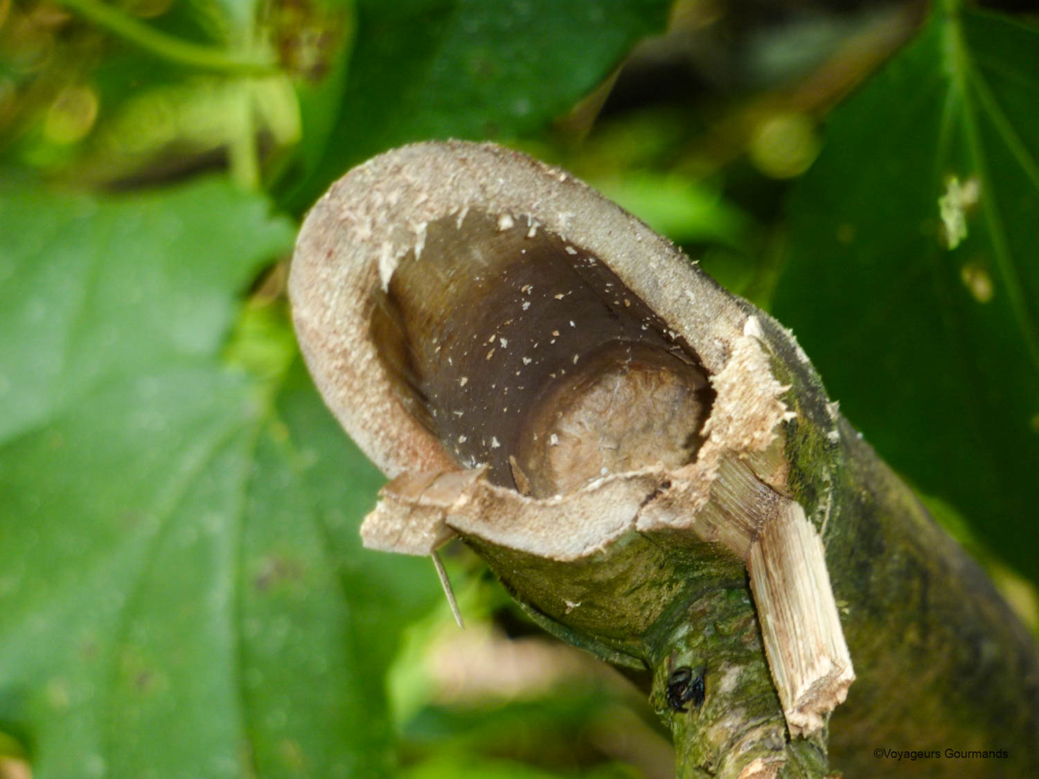 chutes iguacu faune flore 17