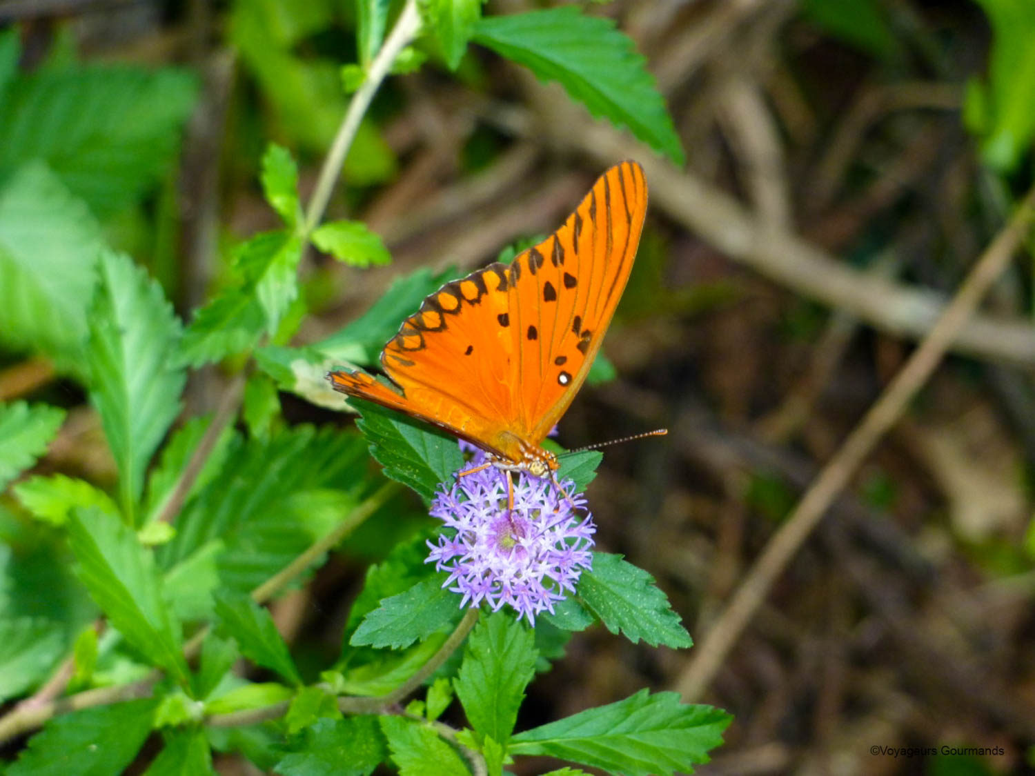 chutes iguacu faune flore 18