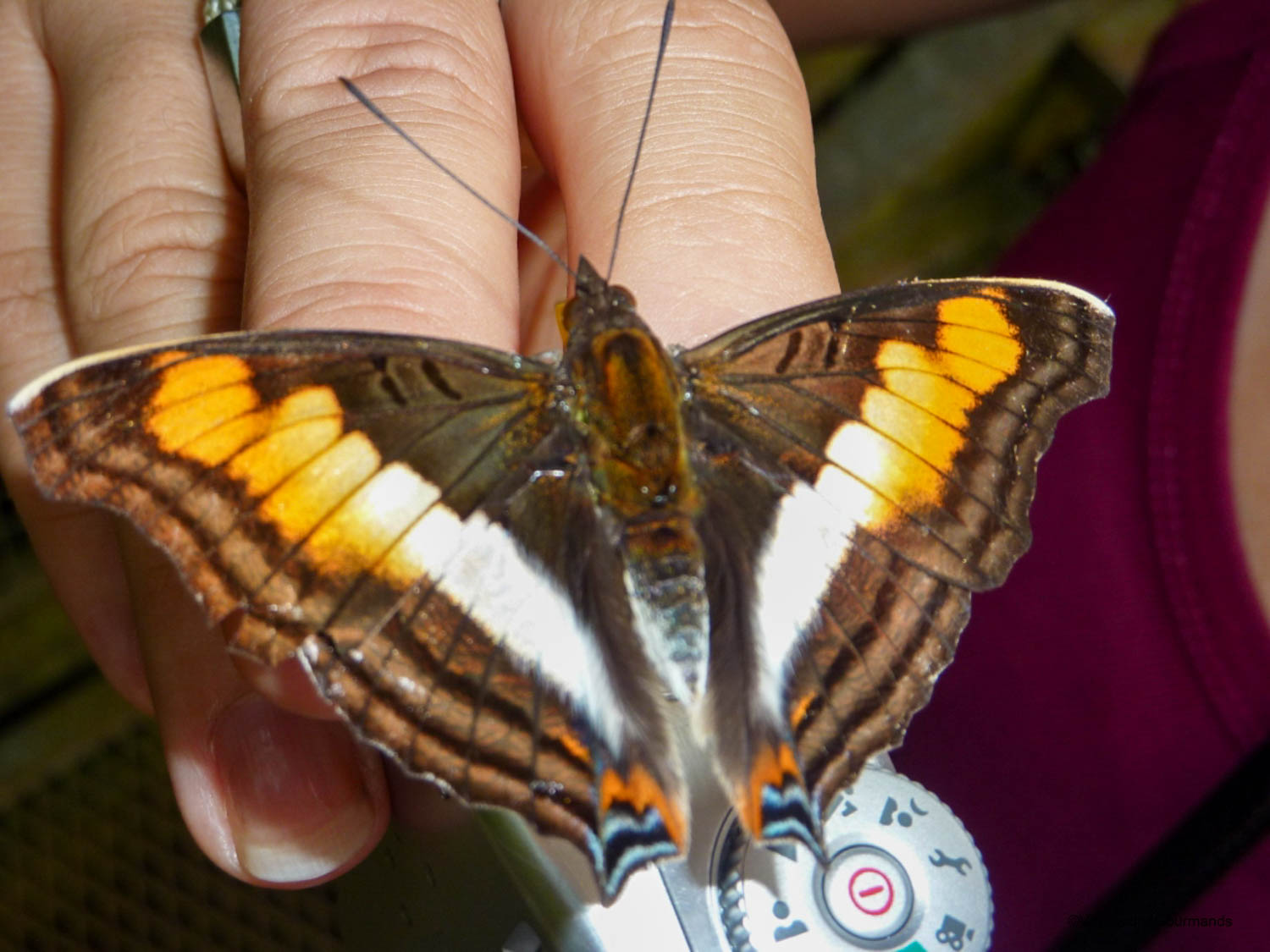 chutes iguacu faune flore 19