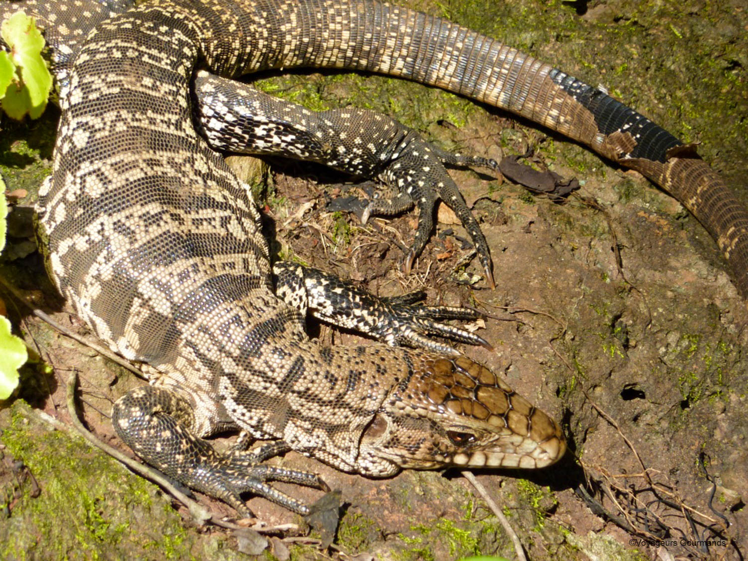 chutes iguacu faune flore 2