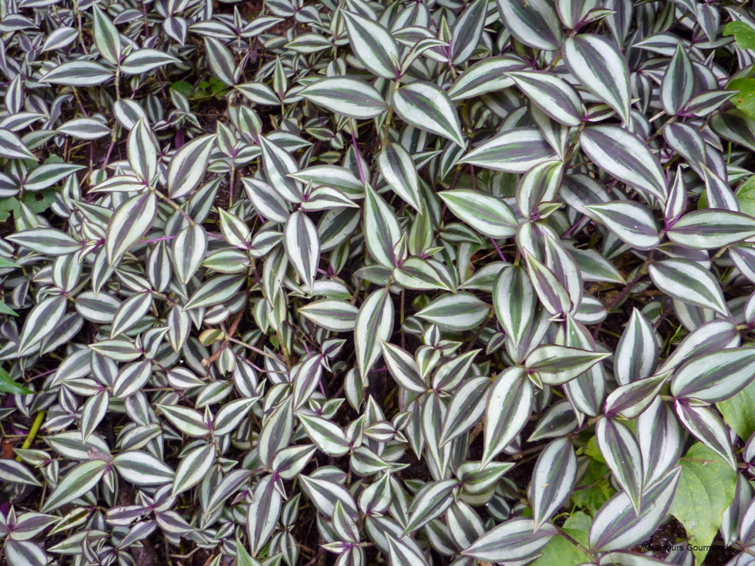 chutes iguacu faune flore 20