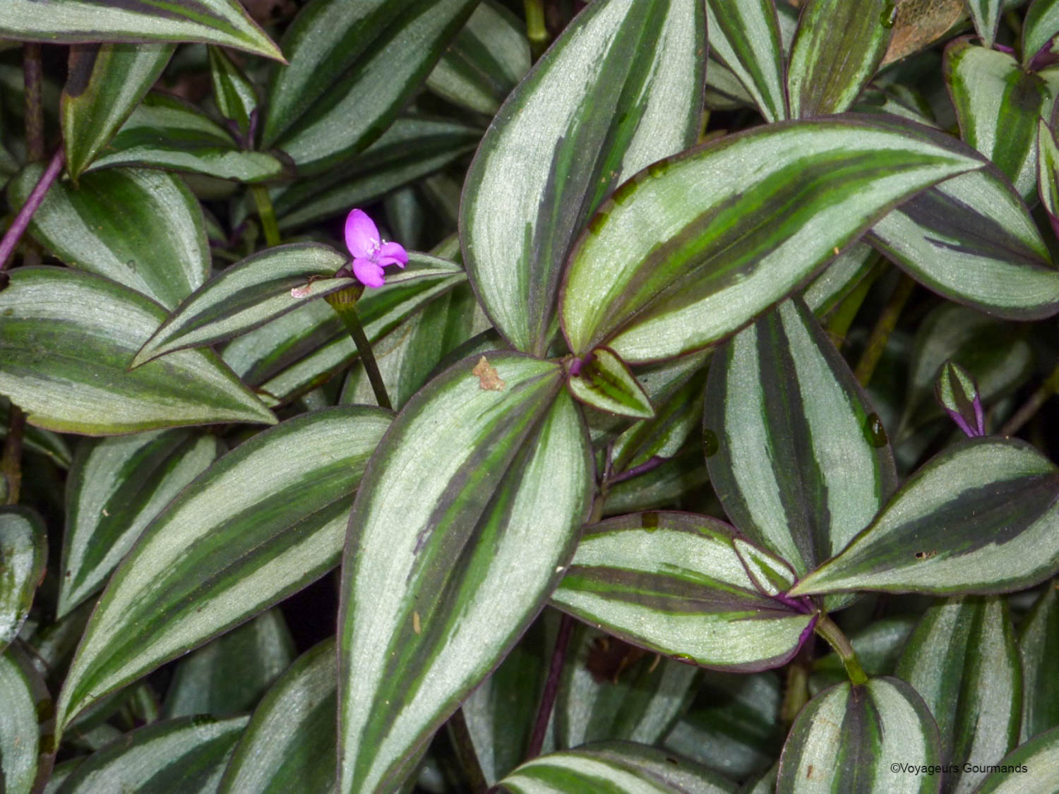 chutes iguacu faune flore 21