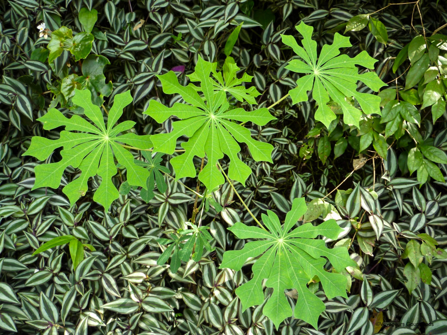chutes iguacu faune flore 22