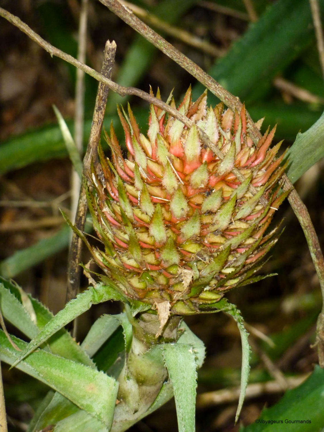 chutes iguacu faune flore 23