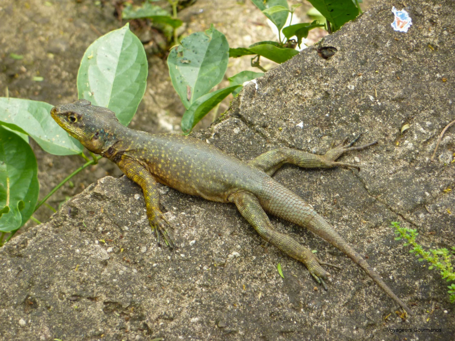 chutes iguacu faune flore 3