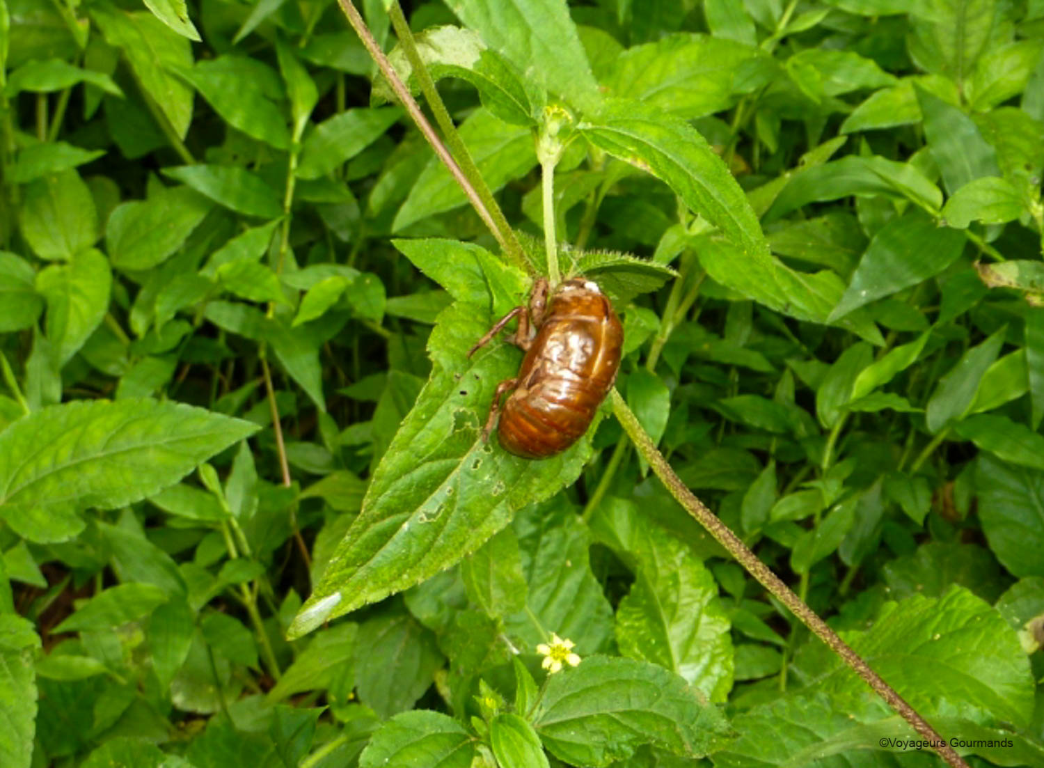 chutes iguacu faune flore 4