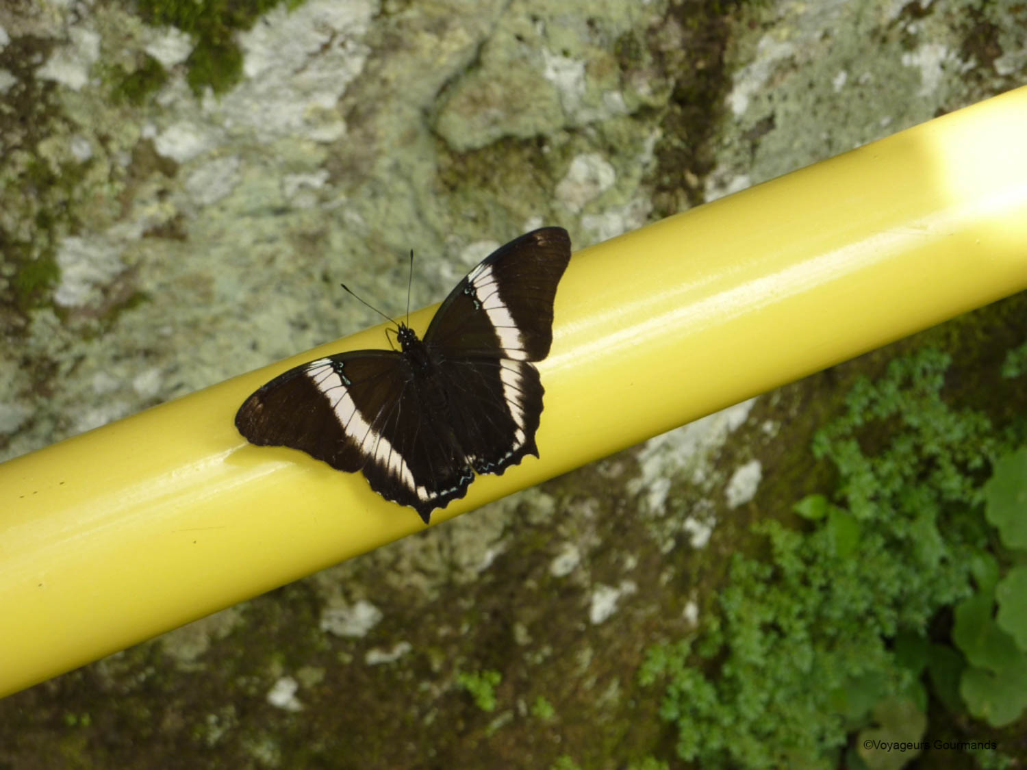 chutes iguacu faune flore 6