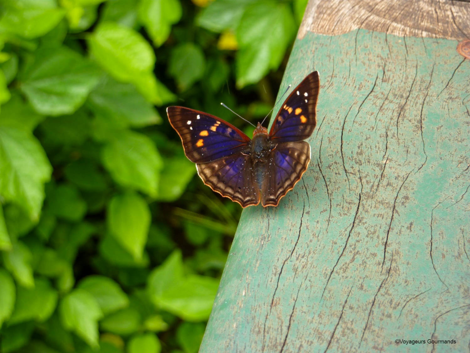 chutes iguacu faune flore 7