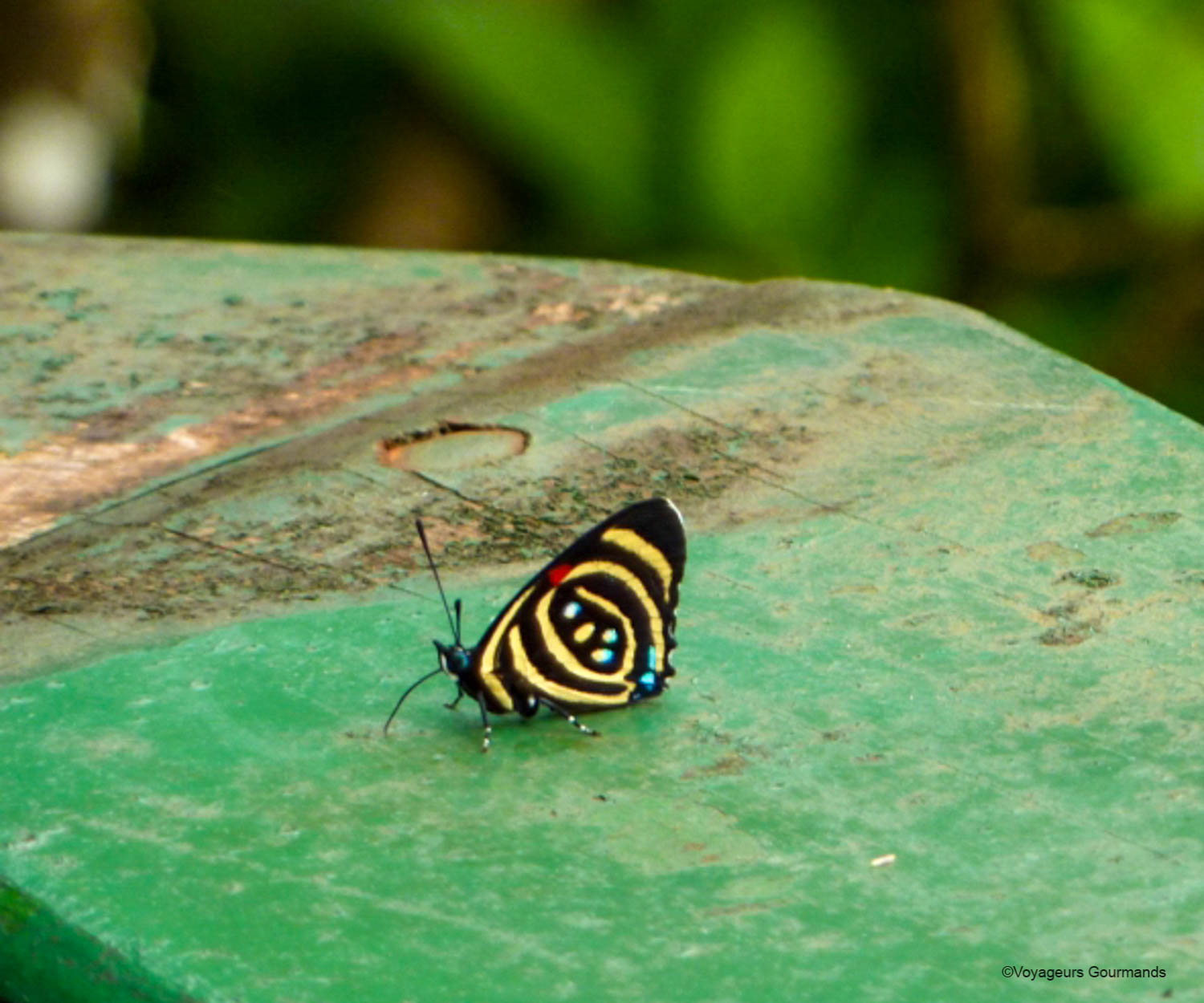 chutes iguacu faune flore 8