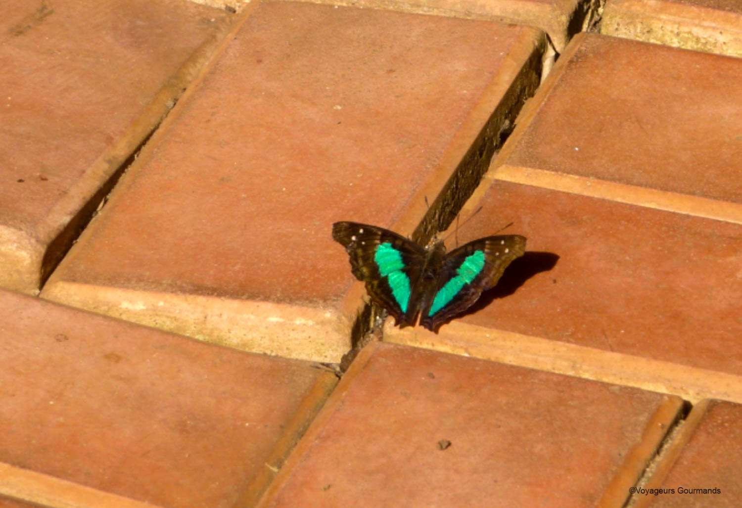chutes iguacu faune flore 9
