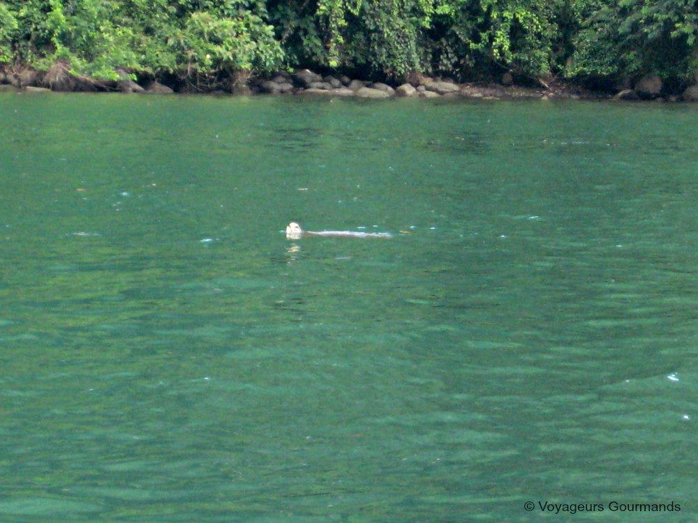 Paraty8