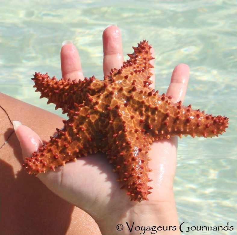 All inclusive à punta cana