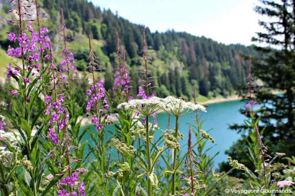 randonnée au lac de taney