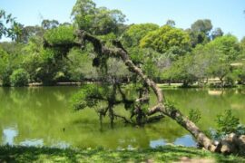 Porto Alegre 52
