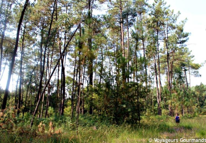 virus du voyage virus du voyage