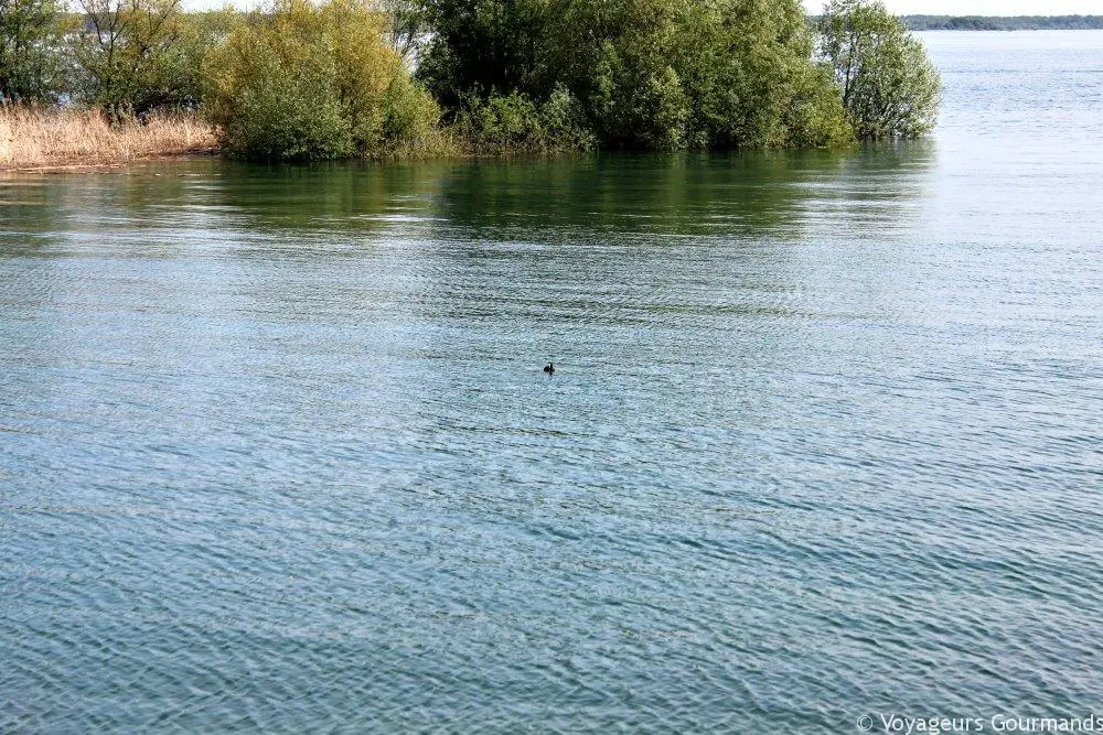 Lac du der (2)