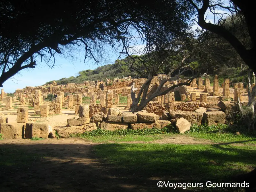 Tipaza 11