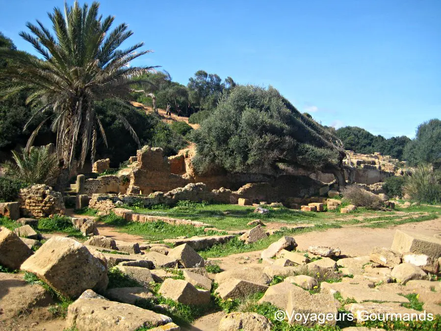 Tipaza 15