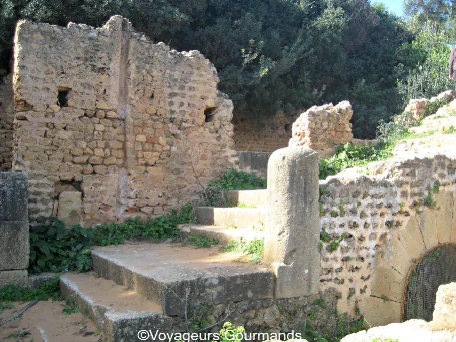 Tipaza 16