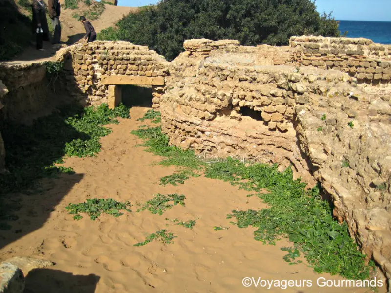 Tipaza 17