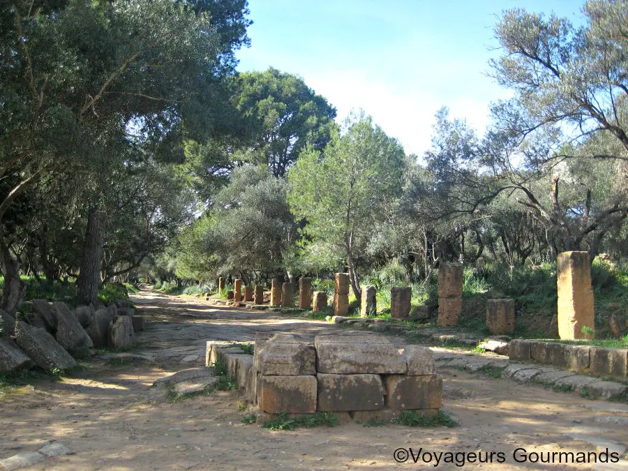 Tipaza 7