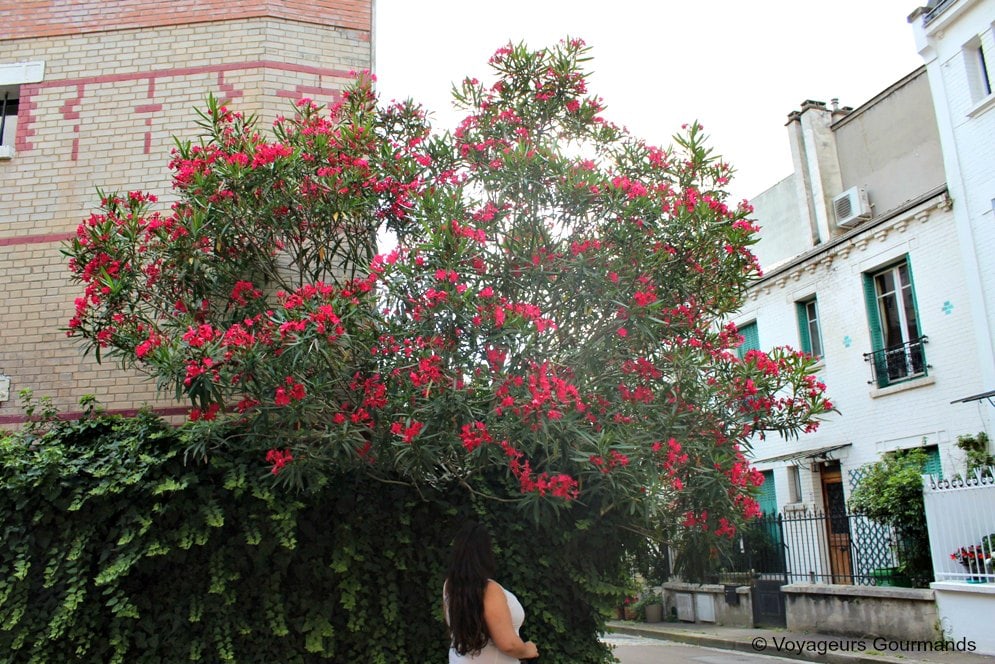 cite florale 4