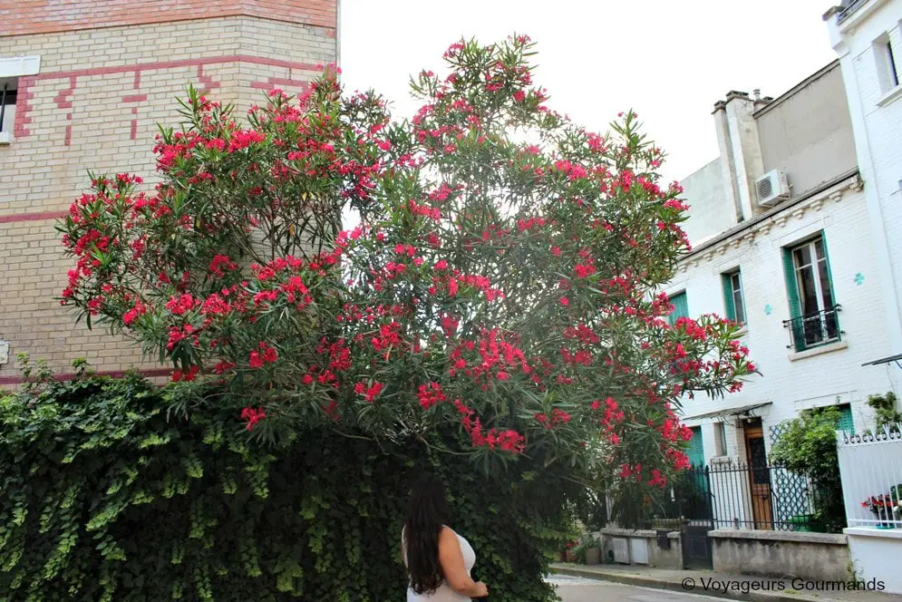 cite florale 4
