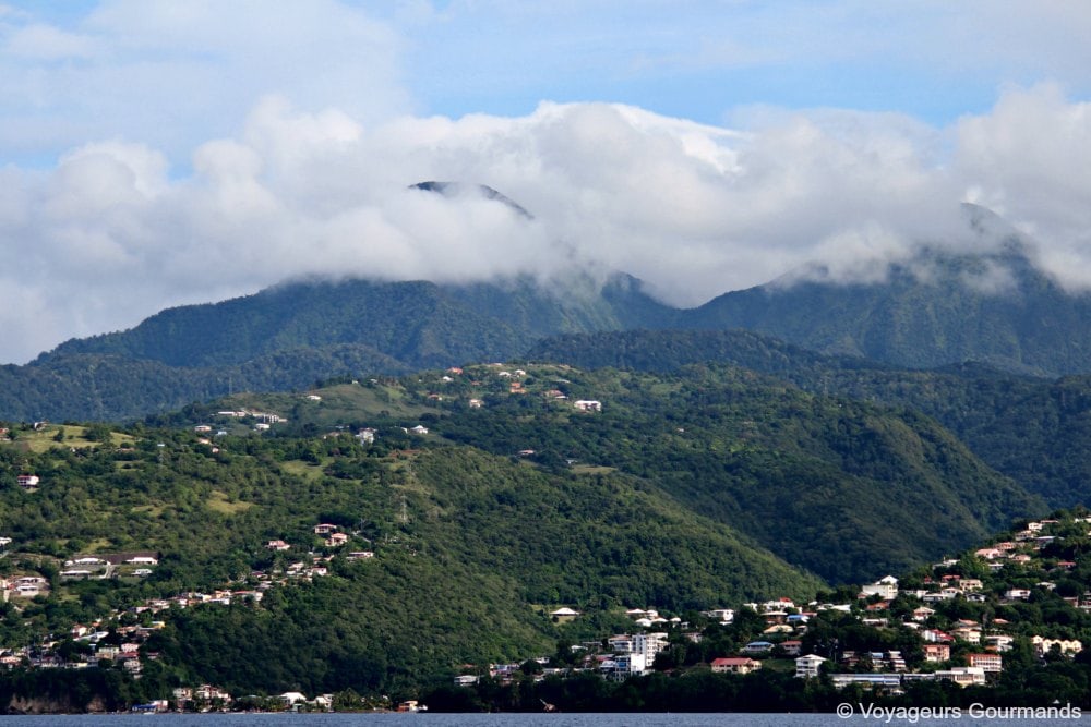 dauphins en Martinique