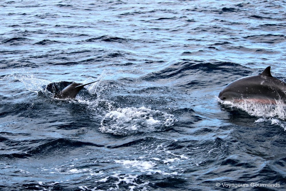 dauphins en Martinique