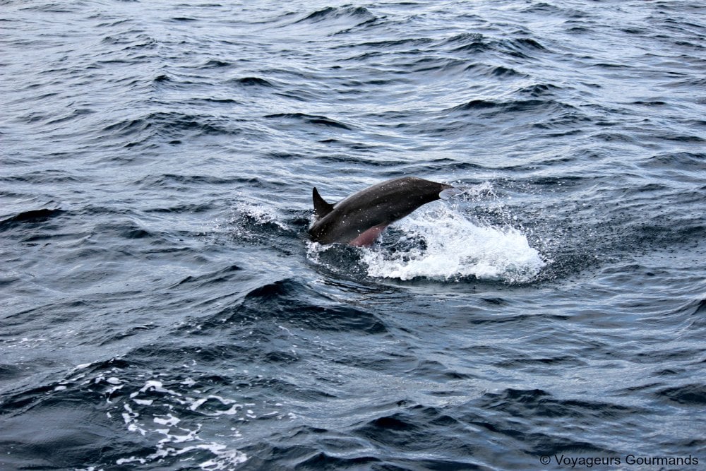 dauphins en Martinique