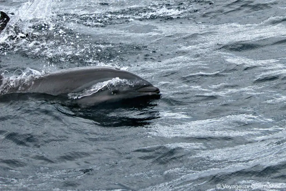 dauphins en Martinique