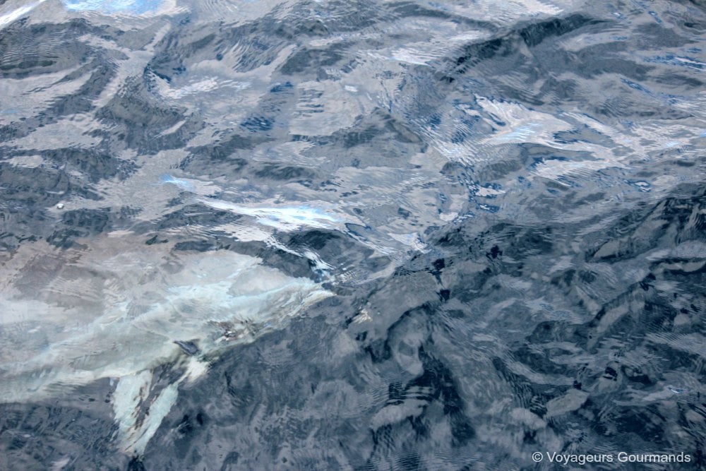 dauphins en Martinique