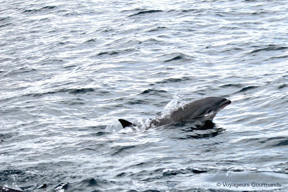 dauphins en Martinique