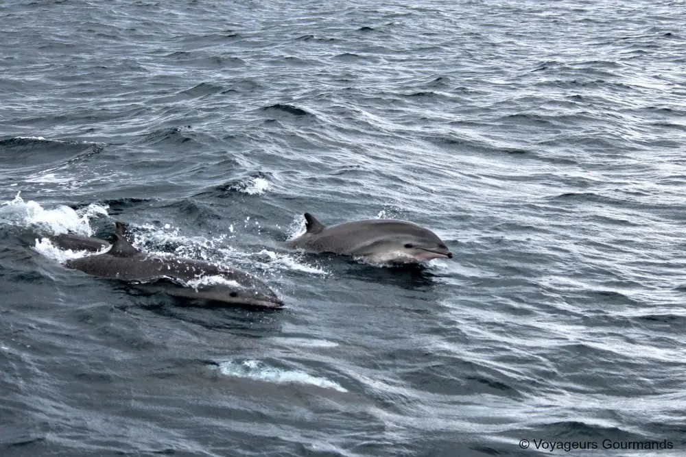 dauphins en Martinique