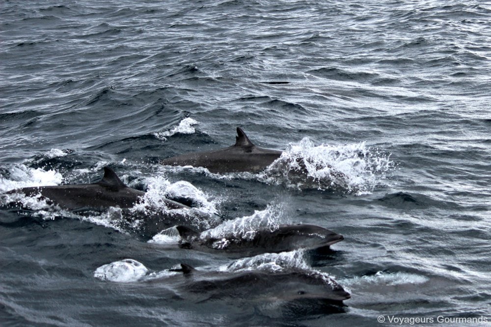 dauphins en Martinique