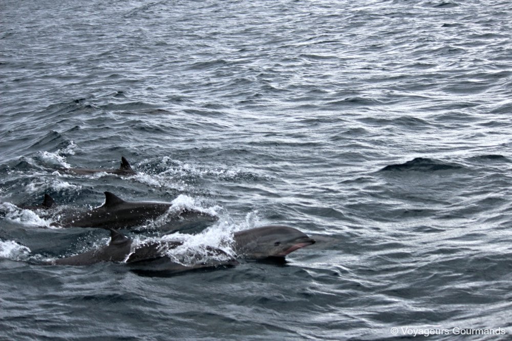 dauphins en Martinique