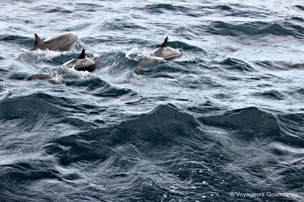 dauphins en Martinique